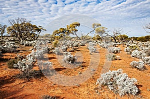 The Australian desert, the outback