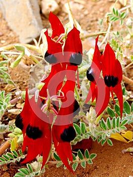 Australian Desert Pea