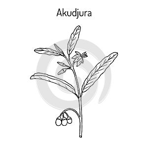 Australian desert raisin Solanum centrale , or akudjura photo