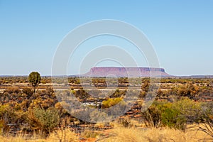 Australian desertic land in the Red Center with golden grass and bushes, Red Center, Australia photo