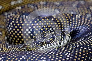 Australian Diamond Python
