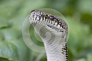 Australian Diamond Python