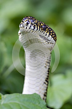 Australian Diamond Python