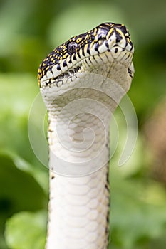 Australian Diamond Python