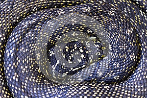 Australian Diamond Python