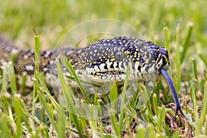Australian Diamond Python