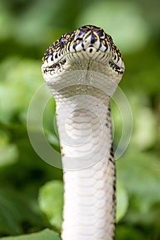 Australian Diamond Python