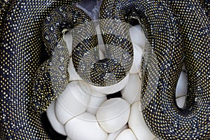 Australian Diamond Python