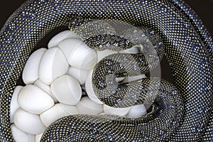 Australian Diamond Python