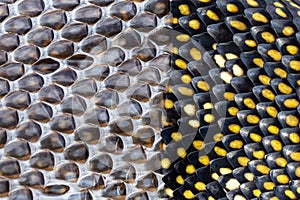 Australian Diamond Python