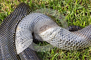 Diamond Python sloughing