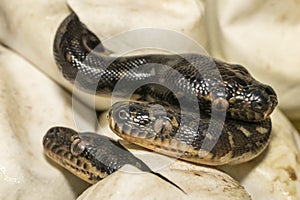 Diamond Pythons hatching