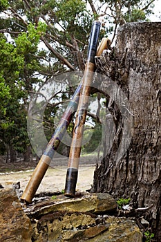 Australian didgeridoos rest against massive stump