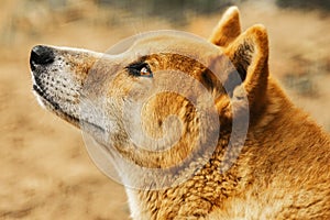 Australian Dingo