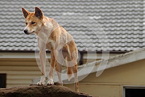 Australian dingo