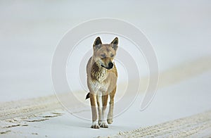 Australian Dingo on beach