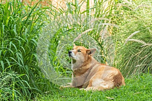 Australian Dingo or Canis dingo, sitting on lush green grass