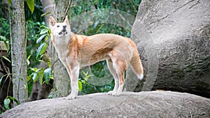 Australian dingo (canis lupus dingo)