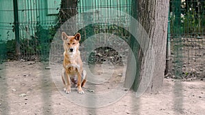 Australian Dingo dog behind the fence