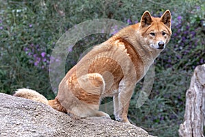 Australian dingo