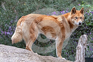 Australian dingo