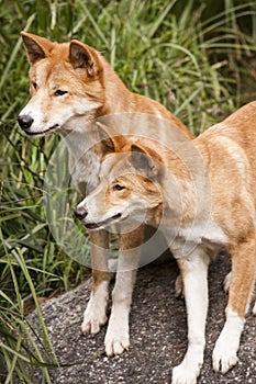 Australian Dingoes