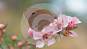 Australian Dingy Ring butterfly