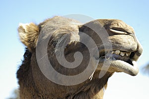 Australian domestic single humped Camel