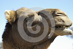 Australian domestic single humped Camel