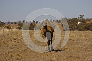 Australian domestic single humped Camel