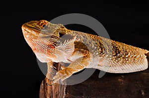 Australian dragon in branch