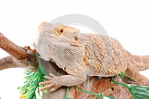 Australian dragon lizard