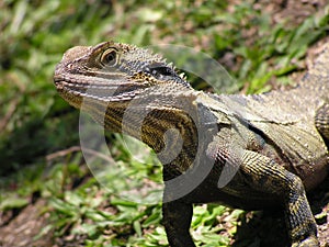 Australian Dragon lizard