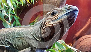 Australian Dragon or Lizard, close up view