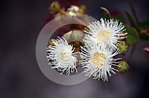 Australian Dwarf Apple blossoms Angophora hispida