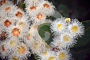 Australian Dwarf Apple gum tree blossoms