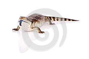 Australian Eastern Blue Tongue Lizard reflection and closeup