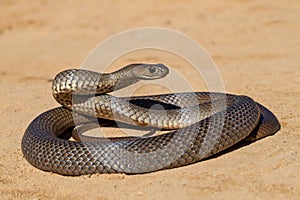 Australian Eastern Brown Snake