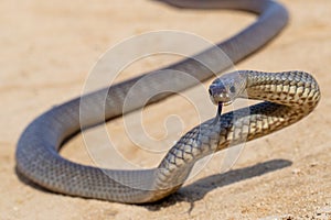 Defensive Eastern Brown Snake