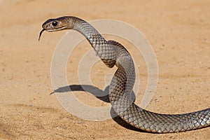 Australian Eastern Brown Snake
