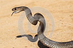 Australian Eastern Brown Snake