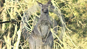 Australian Eastern Grey Kangaroo