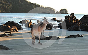 Austrálsky východnej šedá klokan pláž 