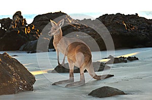 Australian eastern grey kangaroo beach,queensland photo