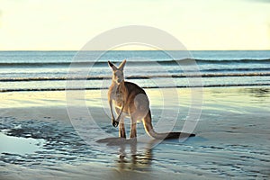 Australian eastern grey kangaroo,mackay,queensland photo