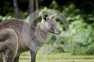 Australian Eastern Grey Kangaroo Macropus Giganteus facing right