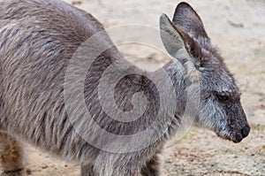 Australian Eastern Grey Kangaroo wildlife scene