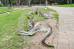 Australian eastern grey kangaroos enjoying themselves on the green grass