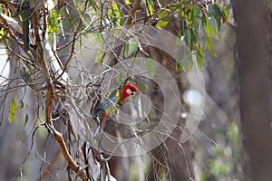 Australian Eastern Rosella