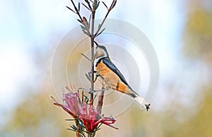 Australian Eastern Spinebill on a Mountain Devil flower